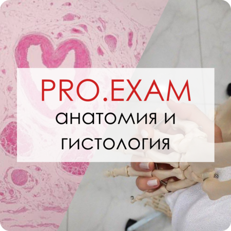 Интенсив PRO.EXAM Анатомия + Гистология курс онлайн