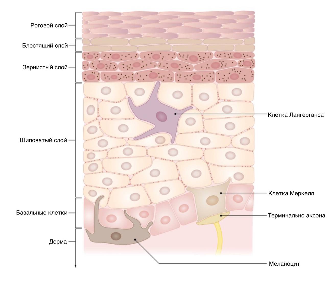 Изображения по запросу Клетка кожи