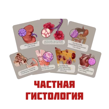 Купить бокс Частная гистология