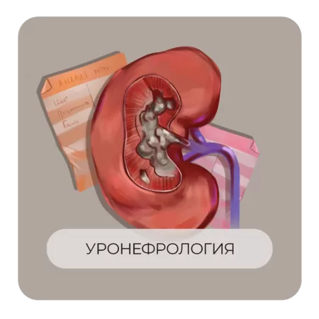 Пропедевтика мочеполовой системы