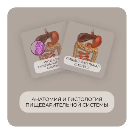 Купить бокс Анатомия и гистология пищеварительной системы