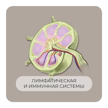 Иммунная и лимфатическая система