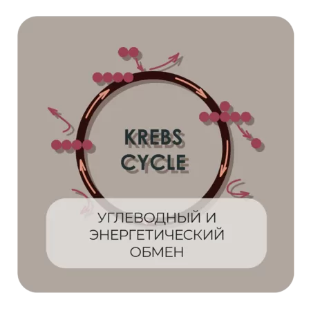 Углеводный и энергетический обмен 2.0