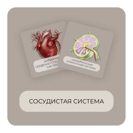 Купить бокс Сосудистая система