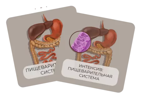 Купить бокс Анатомия и гистология пищеварительной системы