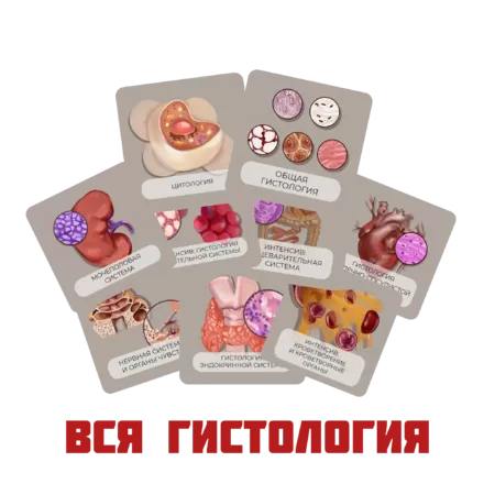 Купить бокс Весь курс гистологии