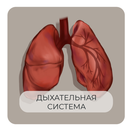 Интенсив по дыхательной системе