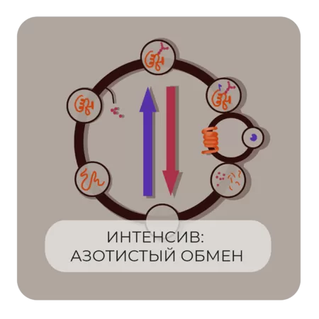 Интенсив по азотистому обмену