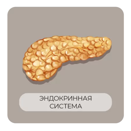 Эндокринная система