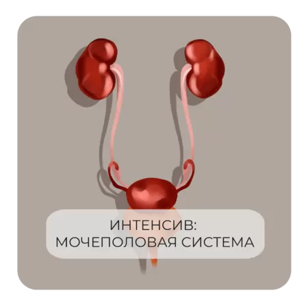 Интенсив по мочеполовой системе