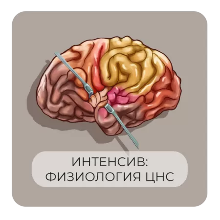 Интенсив по физиологии центральной нервной системы