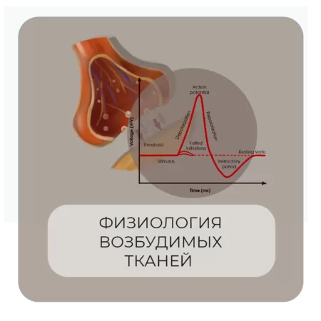 Физиология возбудимых тканей