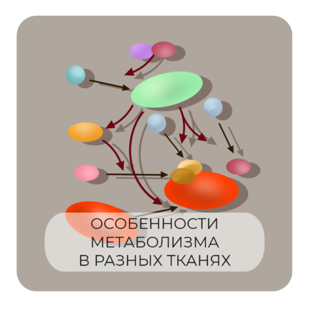 Особенности метаболизма в разных тканях 