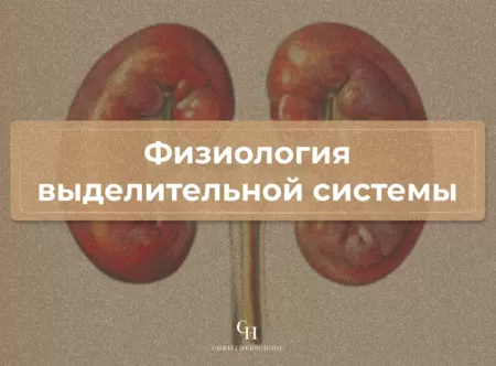 Купить бокс Физиология мочевыделительной системы