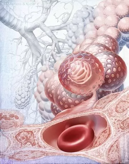 Интенсив Гистология дыхательной системы