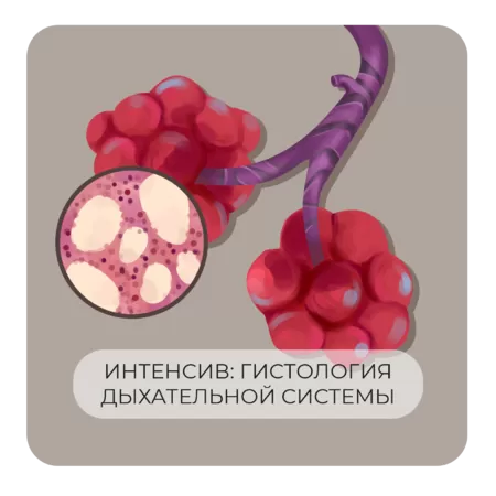 Интенсив Гистология дыхательной системы