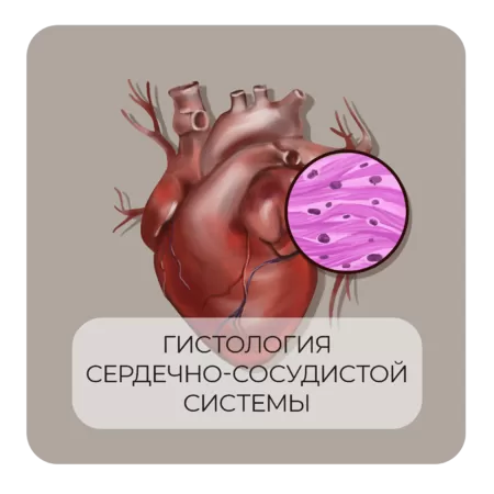Гистология сердечно-сосудистой системы